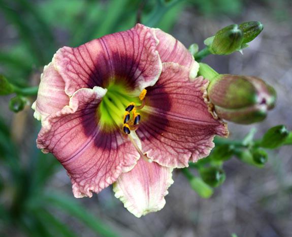 (WHAT YOU THINK X LITTLE ALABAMA)  X PRETTY AND PRISSY #1
