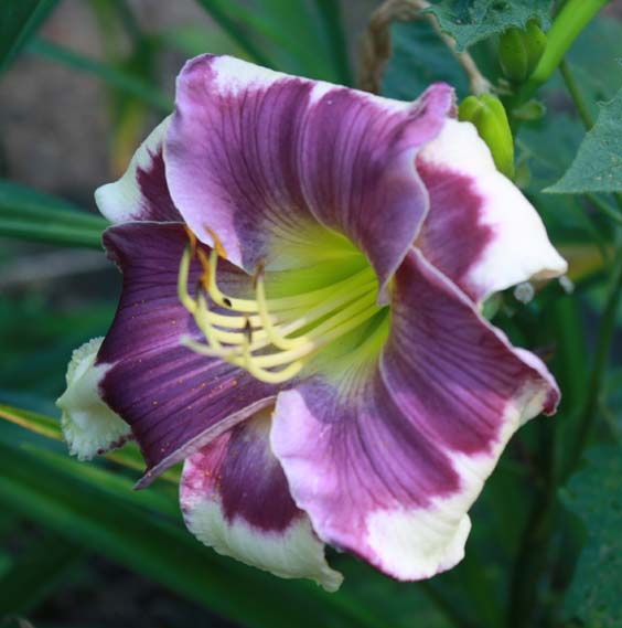 NATURE'S EDGE DAYLILIES